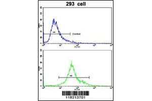 Image no. 3 for anti-Elastin Microfibril Interfacer 1 (EMILIN1) antibody (ABIN2158686)