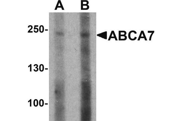 anti-ATP-Binding Cassette, Sub-Family A (ABC1), Member 7 (ABCA7) (N-Term) antibody