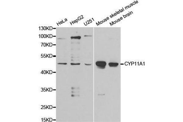 CYP11A1 Antikörper  (AA 40-320)