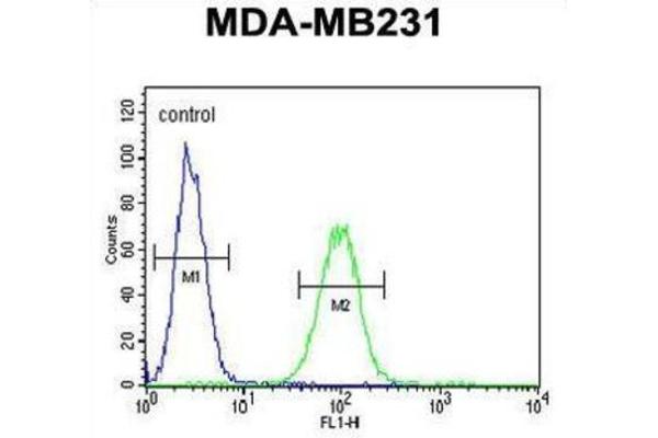 Cathepsin F anticorps