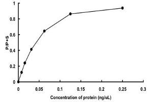 CAMK2B Protein (Calcium/calmodulin-Dependent Protein Kinase II beta) (AA 1-503) (GST tag)