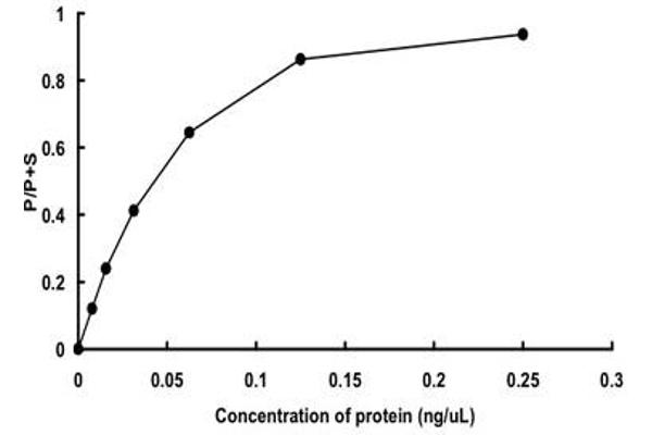 Calcium/calmodulin-Dependent Protein Kinase II beta (CAMK2B) (AA 1-503) protein (GST tag)