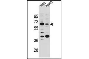 Image no. 1 for anti-Na+/H+ Exchanger Domain Containing 1 (NHEDC1) (AA 33-62), (N-Term) antibody (ABIN953700)