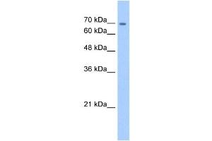 anti-Cadherin-Like 22 (CDH22) (N-Term) antibody