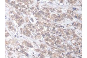 Image no. 2 for anti-Engulfment and Cell Motility 2 (ELMO2) (AA 501-720) antibody (ABIN5013497)