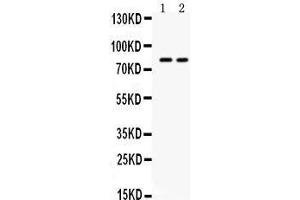 Image no. 2 for anti-Zona Pellucida Glycoprotein 2 (ZP2) (AA 511-544), (N-Term) antibody (ABIN3044563)