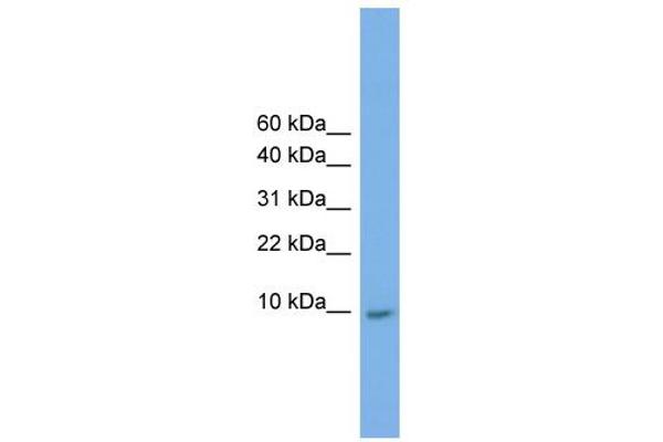 anti-Keratin Associated Protein 23-1 (KRTAP23-1) (Middle Region) antibody