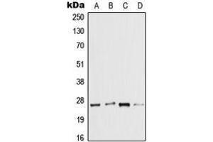 Image no. 1 for anti-Interleukin 37 (IL37) (Center) antibody (ABIN2706389)