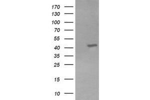 Image no. 1 for anti-Potassium Voltage-Gated Channel, Shaker-Related Subfamily, beta Member 1 (KCNAB1) antibody (ABIN1498996)