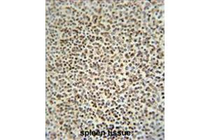 Image no. 1 for anti-Zinc Finger CCCH-Type Containing 12A (ZC3H12A) (AA 331-358), (Middle Region) antibody (ABIN955634)
