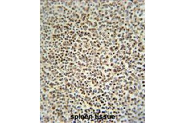 anti-Zinc Finger CCCH-Type Containing 12A (ZC3H12A) (AA 331-358), (Middle Region) antibody