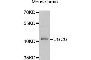 Image no. 1 for anti-UDP-Glucose Ceramide Glucosyltransferase (UGCG) antibody (ABIN1980333)