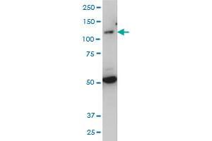 Image no. 3 for anti-Toll-Like Receptor 7 (TLR7) (AA 27-126) antibody (ABIN526609)