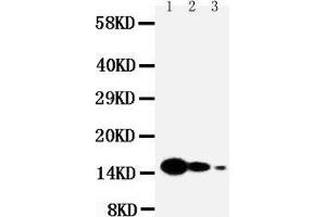 Image no. 2 for anti-Interleukin 7 (IL7) (AA 26-42), (N-Term) antibody (ABIN3043200)