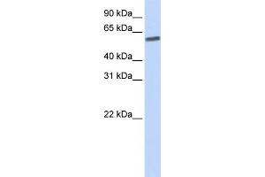 Image no. 4 for anti-SUMO/sentrin Specific Peptidase 3 (SENP3) (N-Term) antibody (ABIN2786148)