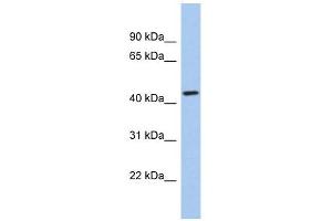 KCTD10 Antikörper  (Middle Region)