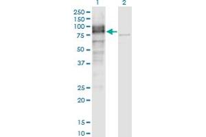 Image no. 5 for anti-Leucine Rich Repeat Neuronal 1 (LRRN1) (AA 1-716) antibody (ABIN1326915)
