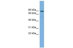 Image no. 1 for anti-Mitofusin 1 (MFN1) (Middle Region) antibody (ABIN2787347)