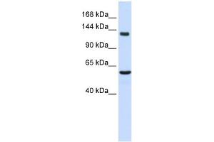 Image no. 1 for anti-Inhibin Binding Protein (INHBP) (Middle Region) antibody (ABIN2777084)