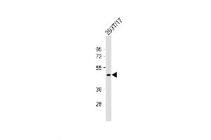 Image no. 1 for anti-G Protein-Coupled Receptor 81 (GPR81) (AA 287-316), (C-Term) antibody (ABIN5534064)