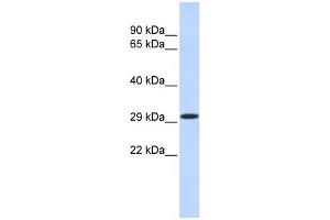 Image no. 1 for anti-Kruppel-Like Factor 14 (KLF14) (N-Term) antibody (ABIN2775062)
