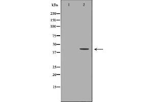 Western blot analysis of HepG2  lysate using AKR7A2 antibody.