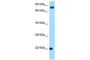 Image no. 1 for anti-Fibroblast Growth Factor 18 (FGF18) (C-Term) antibody (ABIN2789639)