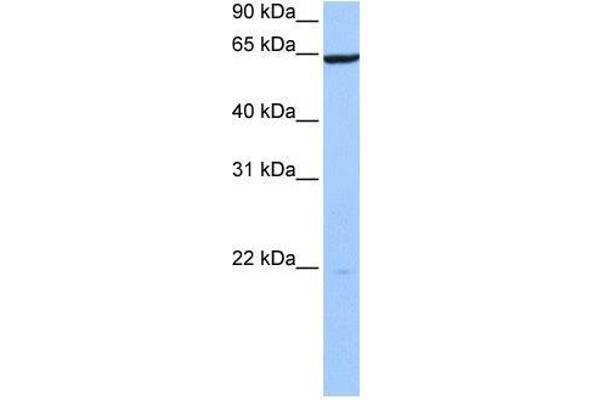 anti-PAX Interacting (With Transcription-Activation Domain) Protein 1 (PAXIP1) (N-Term) antibody
