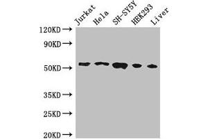 FKBP8 Antikörper  (AA 58-190)