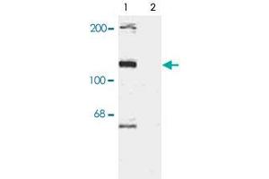 Image no. 1 for anti-TAO Kinase 2 (TAOK2) (pSer181) antibody (ABIN550137)