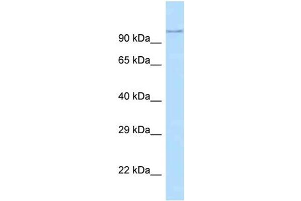 ADAM29 anticorps  (N-Term)
