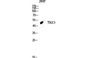 Image no. 2 for anti-Cell Adhesion Molecule 1 (CADM1) (C-Term) antibody (ABIN3187364)