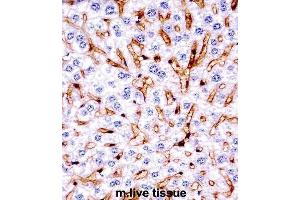 Image no. 1 for anti-Mitogen-Activated Protein Kinase 11 (MAPK11) antibody (ABIN2997621)