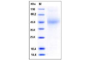Image no. 1 for CD48 (CD48) (AA 1-216) (Active) protein (His tag) (ABIN2007774)