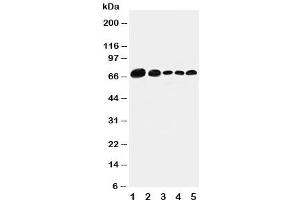 Image no. 1 for anti-Paxillin (PXN) (AA 456-472) antibody (ABIN3032168)