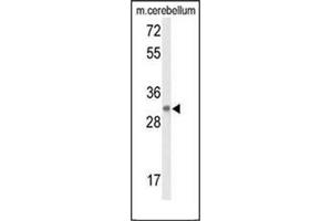 Image no. 3 for anti-Diacylglycerol Lipase, beta (DAGLB) (AA 497-527), (Middle Region) antibody (ABIN951834)