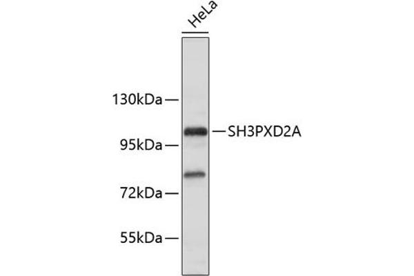 SH3PXD2A 抗体