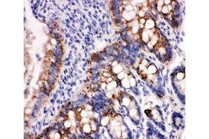 Peroxiredoxin 3 antibody and rat intestine tissue tested by IHC-P