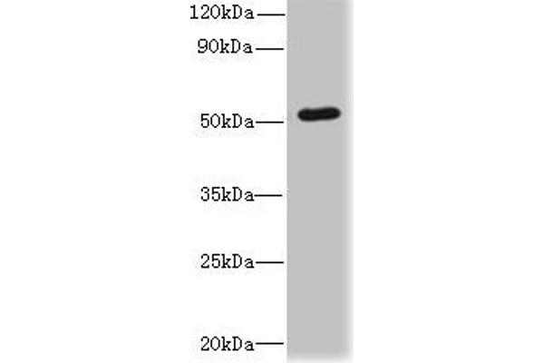 SNX6 antibody  (AA 1-290)