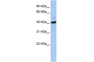Image no. 1 for anti-THAP Domain Containing 5 (THAP5) (Middle Region) antibody (ABIN2785389)
