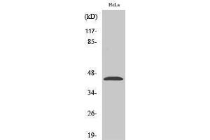 Image no. 1 for anti-1-Acylglycerol-3-Phosphate O-Acyltransferase 4 (AGPAT4) (Internal Region) antibody (ABIN3185403)