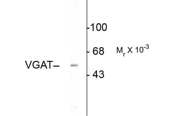 anti-Solute Carrier Family 32 (GABA Vesicular Transporter), Member 1 (SLC32A1) (N-Term) antibody