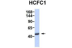 Image no. 4 for anti-Host Cell Factor C1 (VP16-Accessory Protein) (HCFC1) (Middle Region) antibody (ABIN2780671)