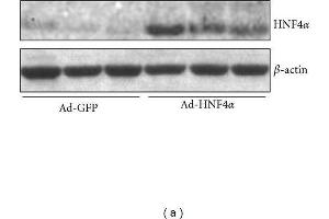 Image no. 6 for anti-Actin, beta (ACTB) (AA 1-50) antibody (ABIN724340)