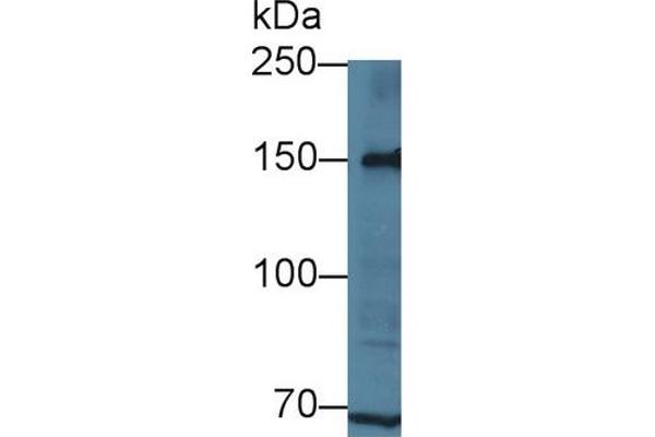 LRP8 antibody  (AA 696-941)