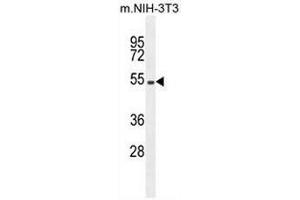 Image no. 3 for anti-Eukaryotic Translation Initiation Factor 2B, Subunit 4 Delta, 67kDa (EIF2B4) (AA 153-183), (Middle Region) antibody (ABIN952044)