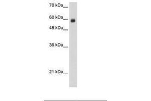 Image no. 2 for anti-REST Corepressor 1 (RCOR1) (N-Term) antibody (ABIN203296)