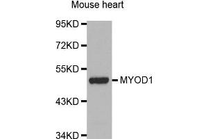 Image no. 1 for anti-Myogenic Differentiation 1 (MYOD1) antibody (ABIN1513236)