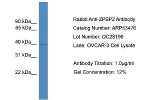 Image no. 2 for anti-Zona Pellucida Binding Protein 2 (ZPBP2) (N-Term) antibody (ABIN2785410)