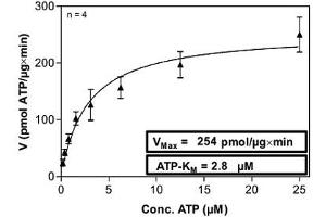 Proto-oncogene tyrosine-protein kinase Src (Src) (AA 1-536) protein (His-GST)